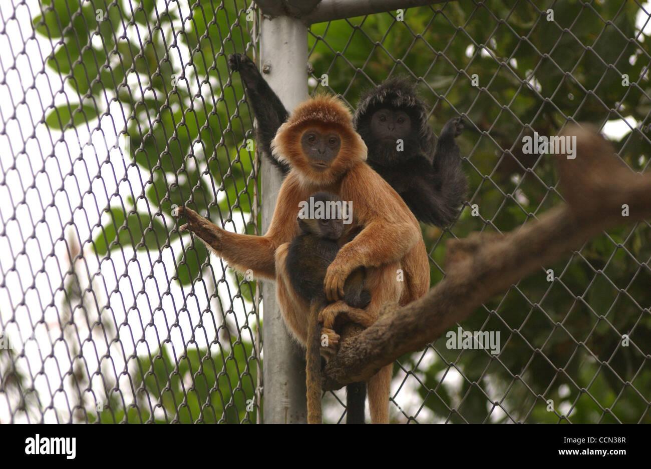 Java monkey in the wild and at home 97 Java monkey in the wild and at home 19