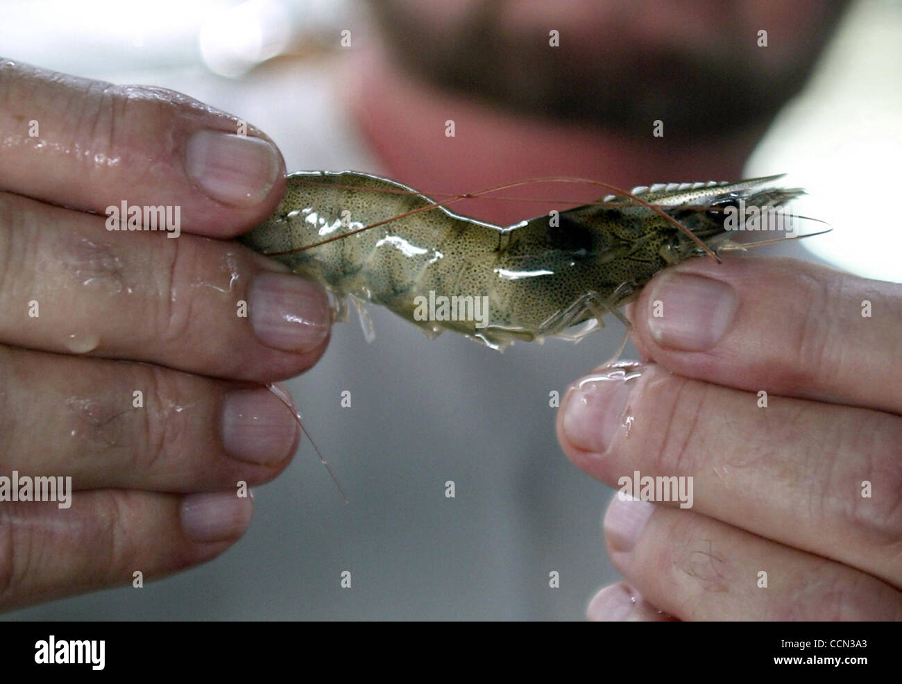 073004Vero BeachSable Bay Premium Fresh Shrimp hatchery director Joe