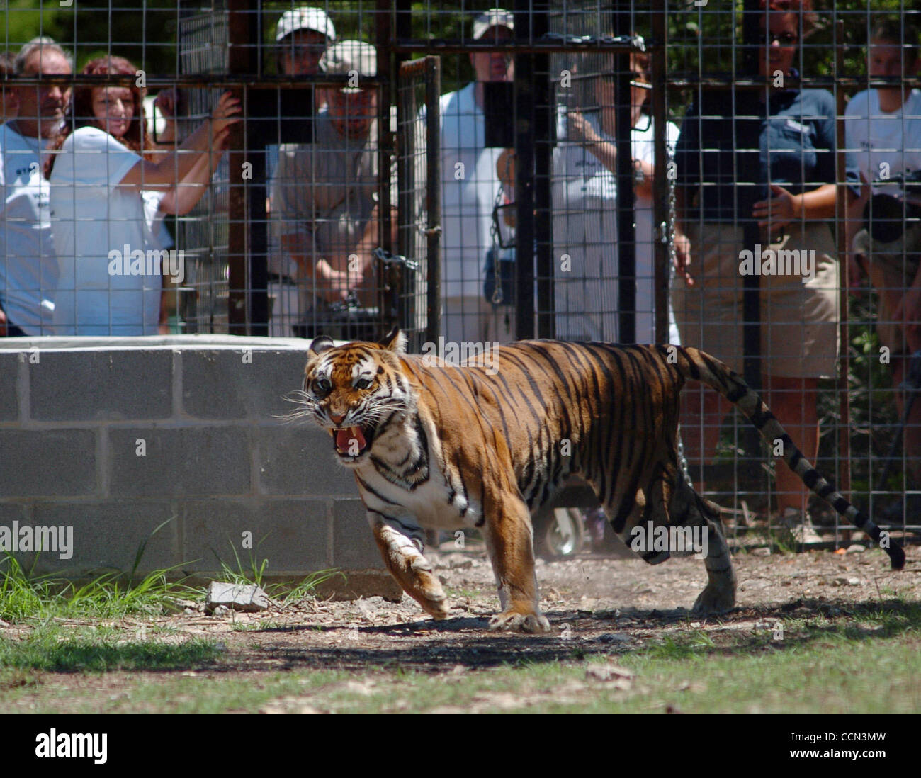 Tiger released hires stock photography and images Alamy