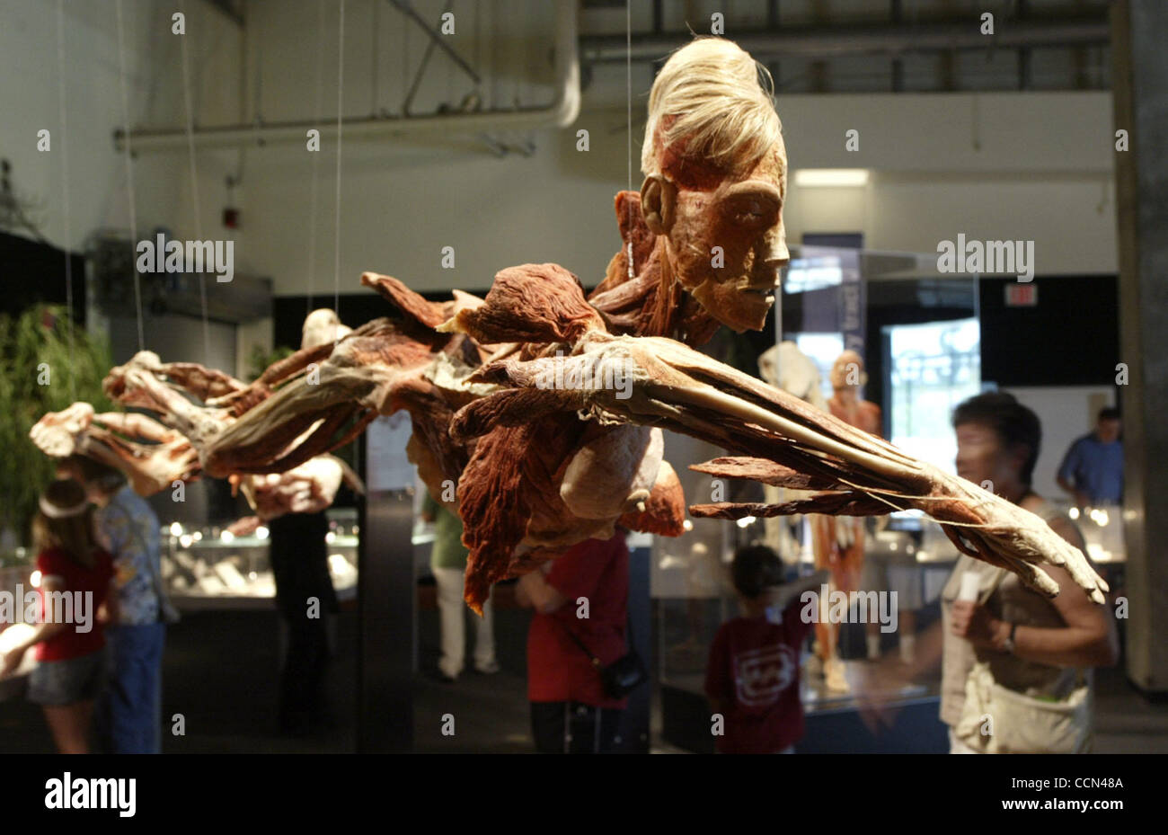 Aug 10, 2004; Los Angeles, CA, USA; Visitors view the BODY WORLDS exhibit displayed at the California Science Center, the largest traveling exhibition ever covering 20,000 square feet. Until recently the privilege of viewing corpses and the human bodys interior has been confined to medical students  Stock Photo