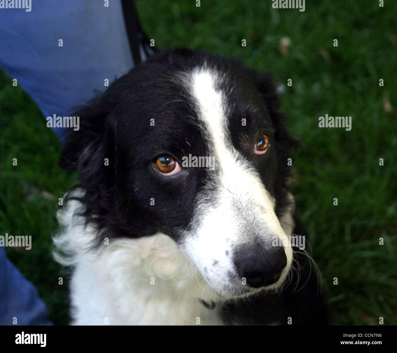 Name Queenie Ao 67324 Breed Border Collie Mix Color Black