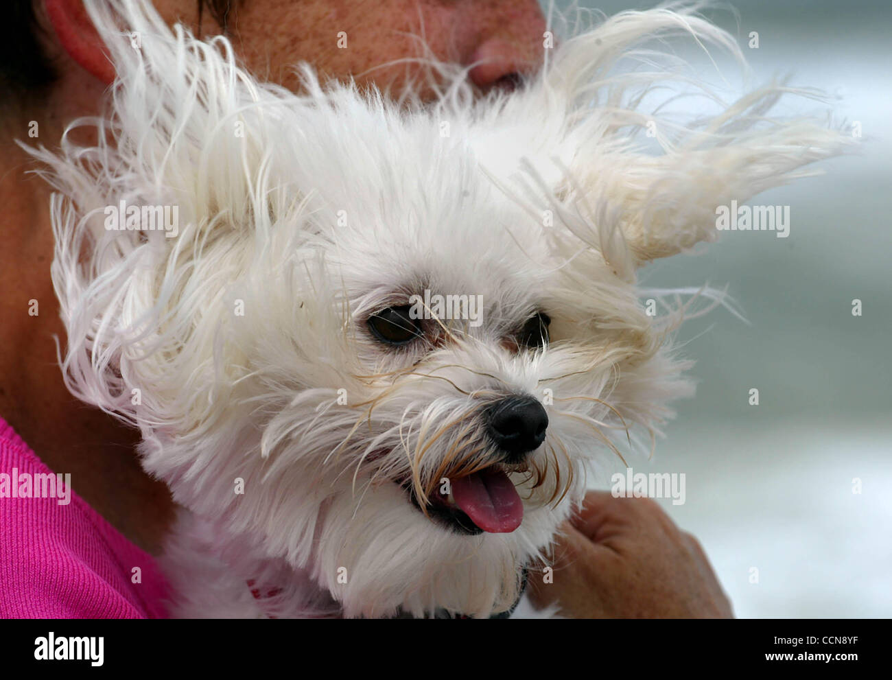 Live Togel Frances
, Mary And Max Year High Resolution Stock Photography And Images Alamy