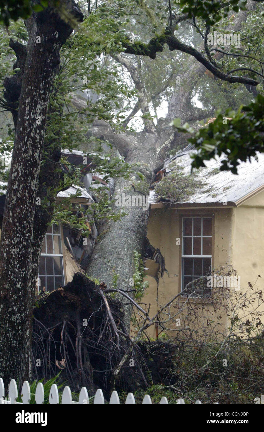 090504 Lake Helen, FL A tree felled by Hurricane Frances crushed