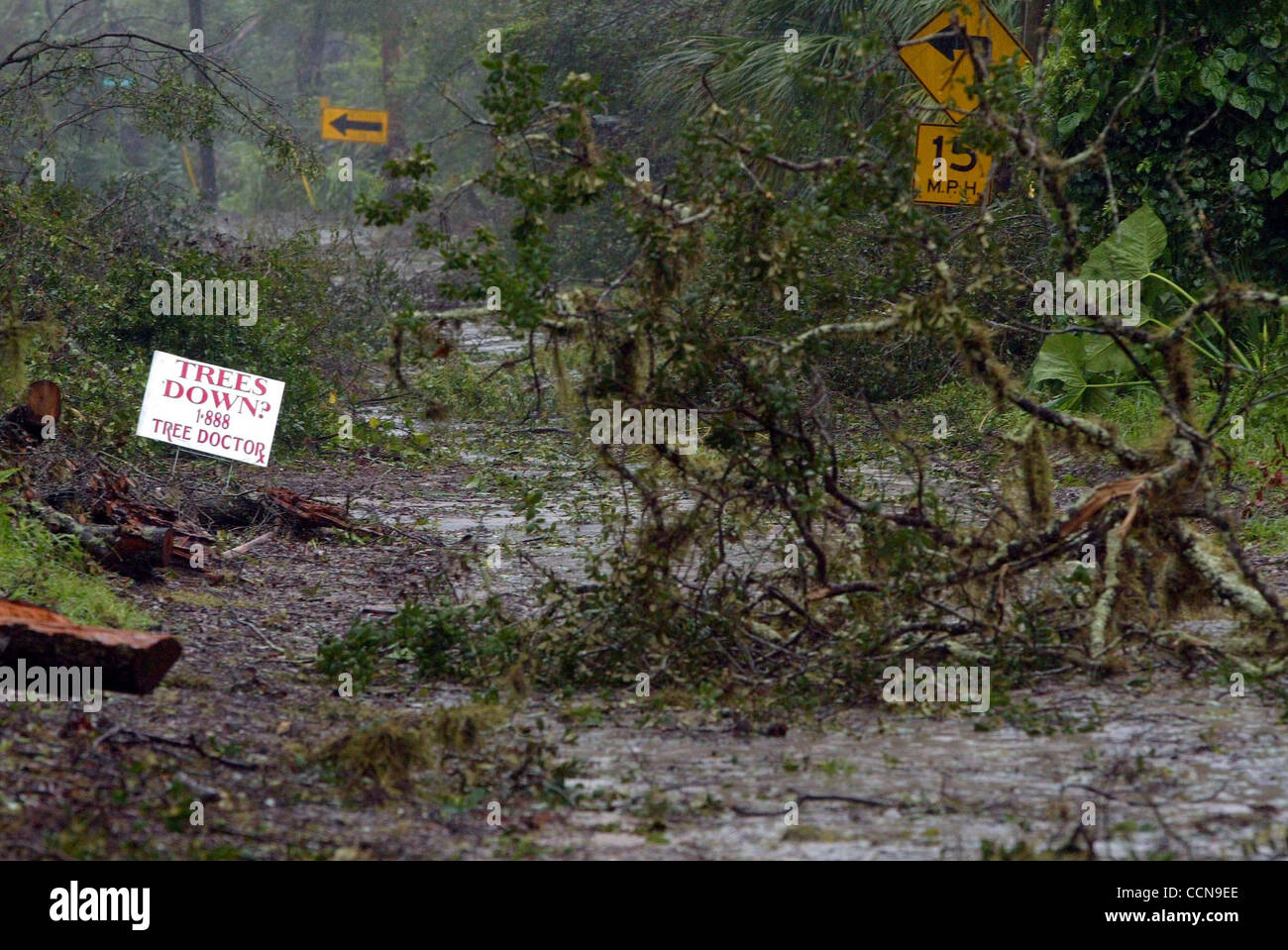 090504 Lake Helen, FL Trees felled by Hurricane Frances block the