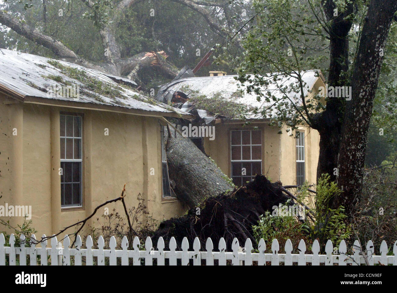 090504 Lake Helen, FL A tree felled by Hurricane Frances crushed