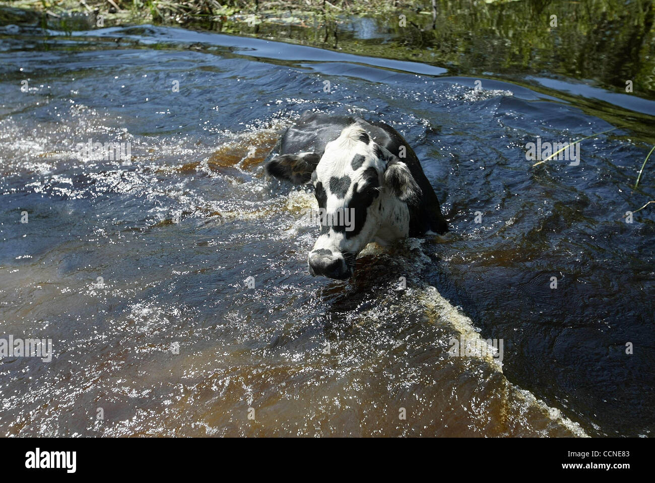 092704 tj hur jeanne c -- Staff photo by Taylor Jones/09-27-04. INDIANTOWN, FL. FOR RACHEL HARRIS' STORY.  A cow mstakenly falls into a ditch while it was walking in a flooded field at the 1,200 acre ranch o Iris Wall in Indiantown. Hurricane Jeanne flooded the ranch. Wall believes runoff and pumpin Stock Photo