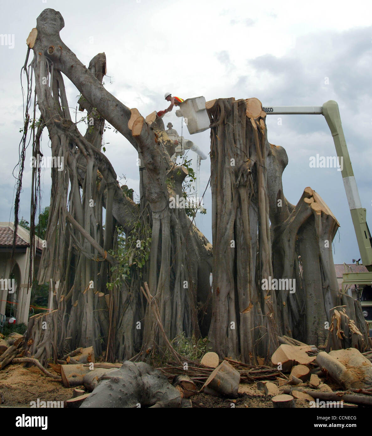 Jeanne carr hires stock photography and images Alamy