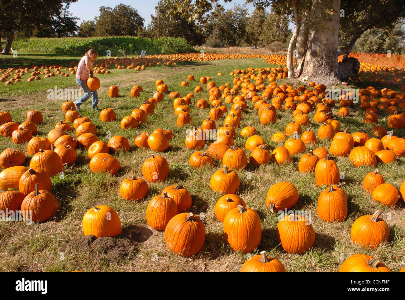 At Joan's Farm and Pumpkin Patch on Mines Road, Melissa McGowan of