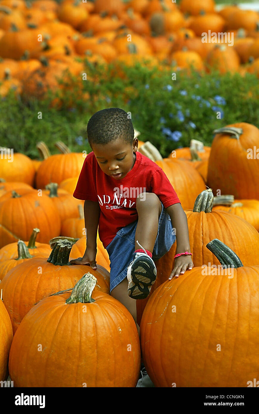 Oct 15, 2004; Delray Beach, FL, USA; COLIN DUNKLEY, 3, learns his way around as he visits the pumpkin patch at Cason United Methodist Church Friday, Oct. 15, 2004. Proceeds from the sales will be used to help victims of the recent hurricanes here in the community and in the Caribbean. Stock Photo