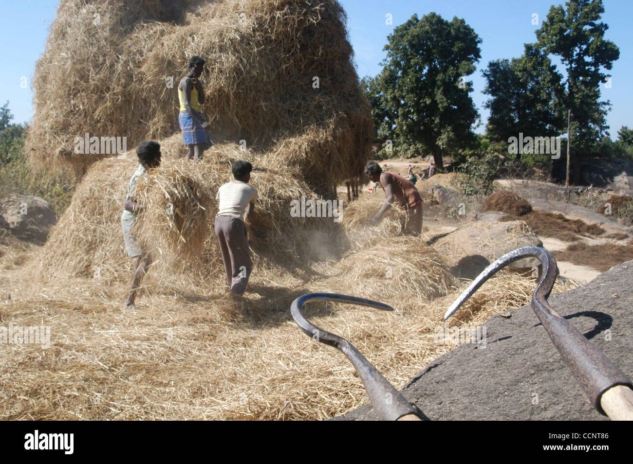 January 9, 2004, Portenga, India - Local farmers use hooked tools to ...