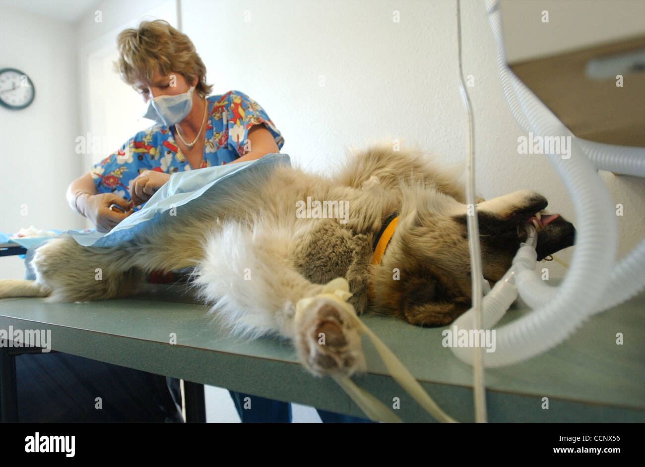 Apr 27, 2003 Kalispell, Montana, U.S. Veterinarian PAM BARKER works
