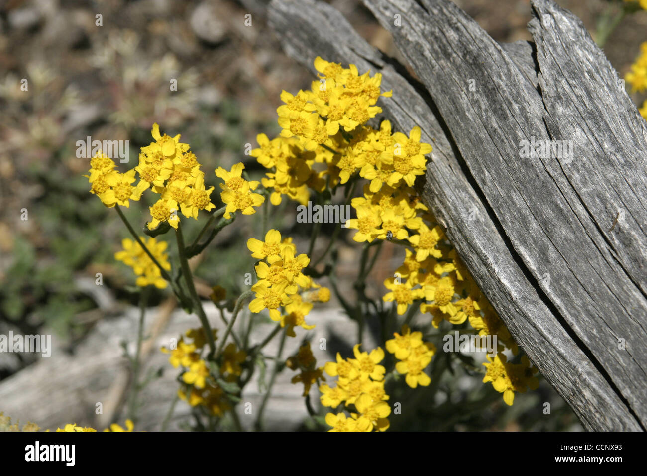 Jun 14, 2003 - Idyllwild, California, USA - This beautiful yellow wild flower common name Cinchweed and Scientific name Pectis papposa, these wildflowers are common between 1300-4000m. Pictured in the San Bernardino Forest of Southern California. (Credit Image: © Ruaridh Stewart/ZUMApress.com) Stock Photo