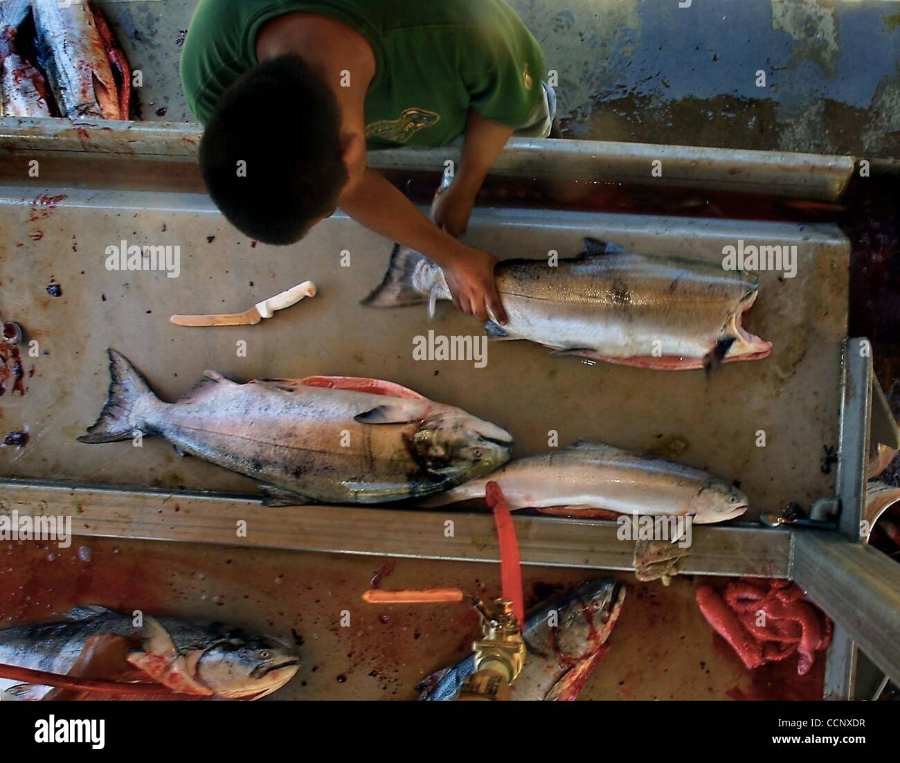 Jul 16, 2003 - Cooks Landing, Oregon, U.S. - Yakima Indian LEO DURANT cleans Chinook Salmon at Cooks Landing and has hopes of brining in many more before pulling in the nets tonight. (Credit Image: Â© L.E. Baskow/ZUMApress.com) Stock Photo