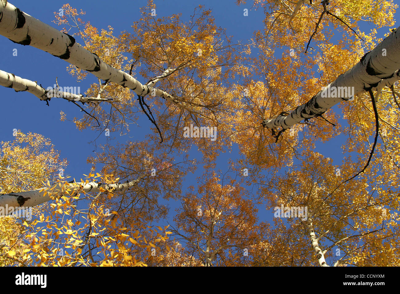 Oct. 14, 2004 Greer, Arizona, United States of America As the