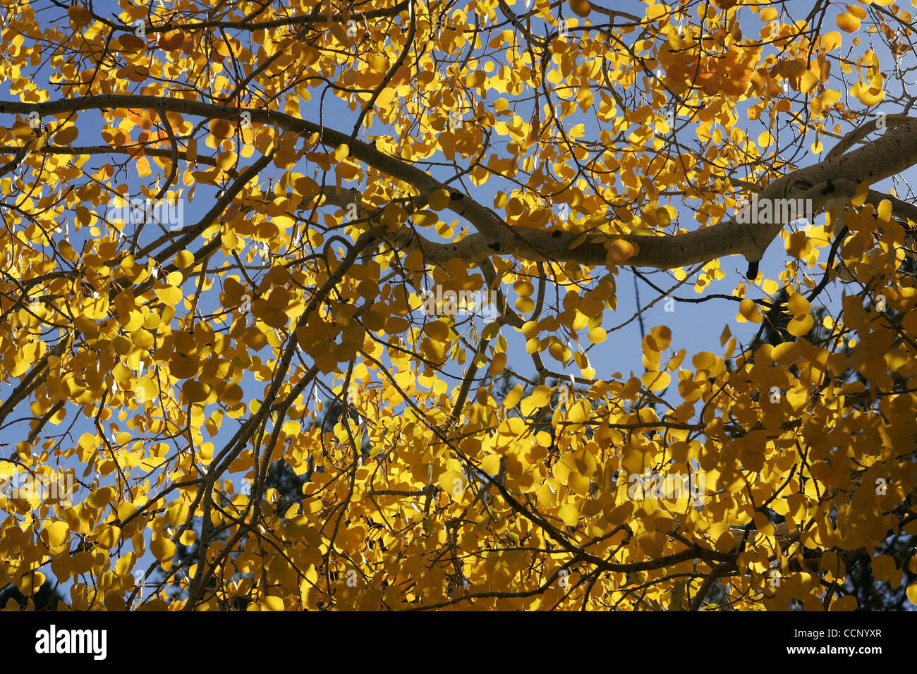 Oct. 15, 2004 Greer, Arizona, United States of America As the