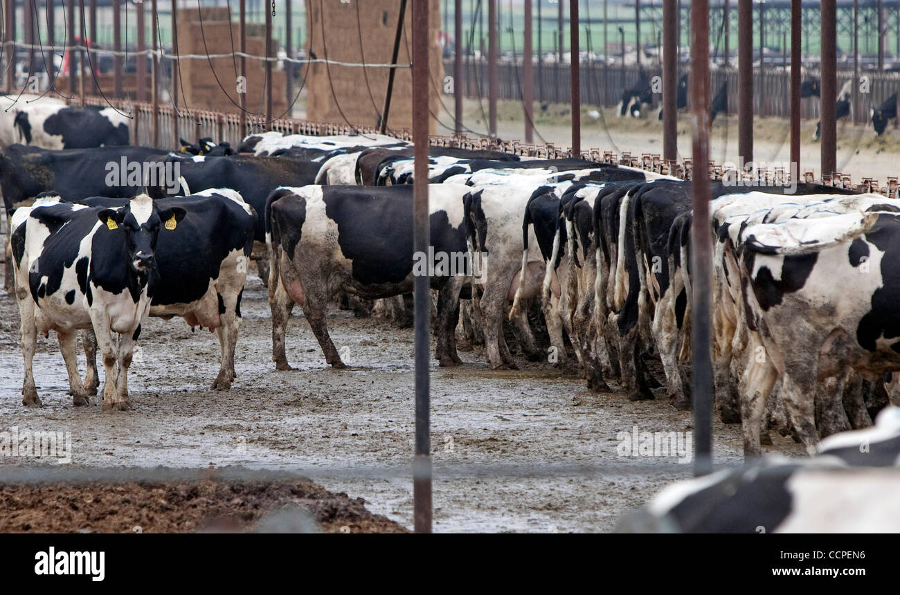 Oct 17, 2010 Hemet, California, U.S. Cows feed at the Pastime Lakes