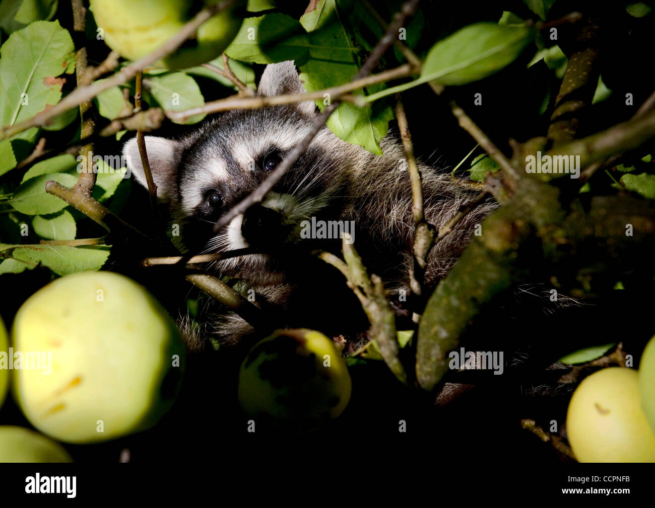 Oct. 11, 2010 - Elkton, Oregon, U.S - A raccoon is caught in the act of stealing apples from an orchard on a farm near Elkton. (Credit Image: © Robin Loznak/ZUMApress.com) Stock Photo