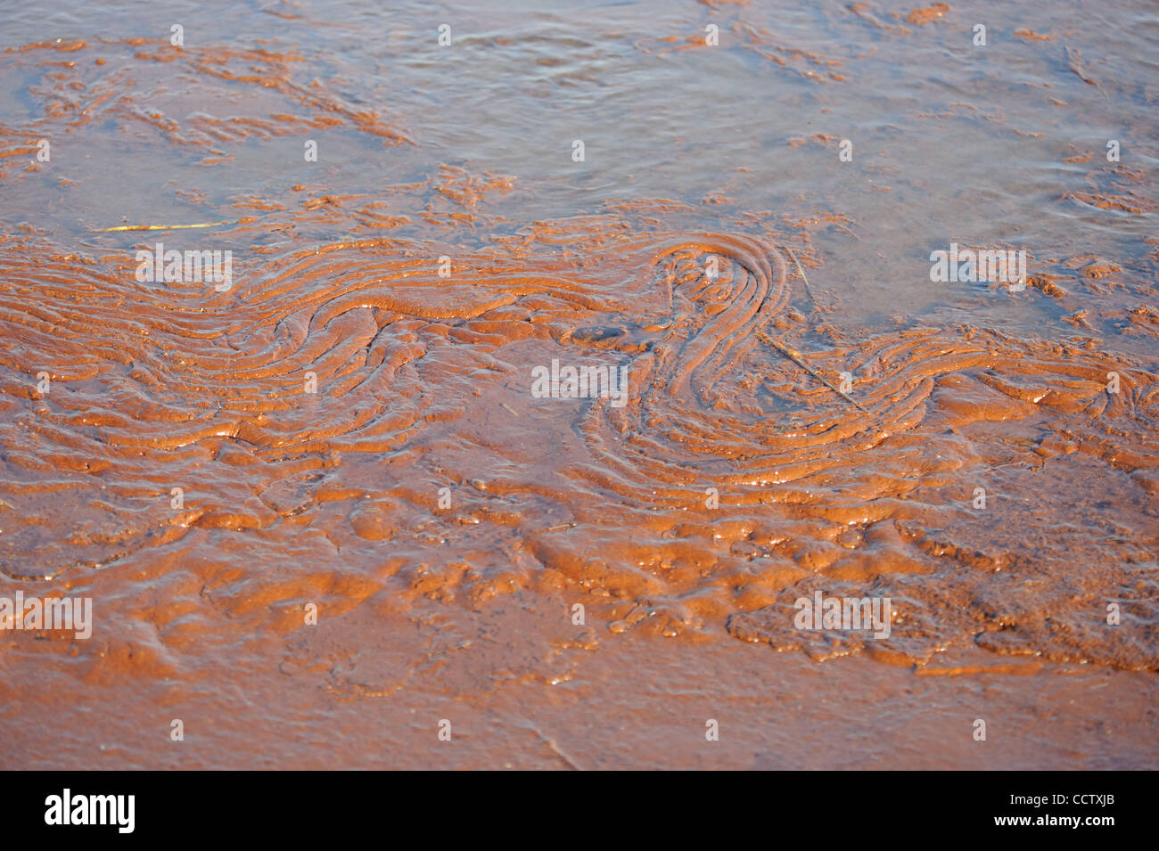 Oil washing ashore on Grand isle, Louisiana, from BP's leaking well, the Deepwater Horizon. Stock Photo