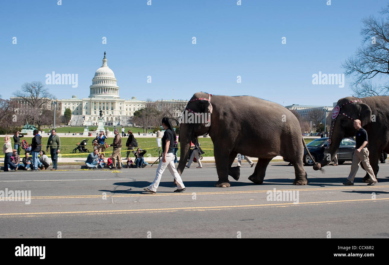 Mar 16,2010 - Washington, District of Columbia USA -  The arrival of the Barnum and Bailey Circus in the Nation's Capital was marked by the march of the elephants through the city and in front of the U.S. Capitol on Tuesday. The circus is in Washington, D.C., March 18 - 21, at the Verizon Center and Stock Photo
