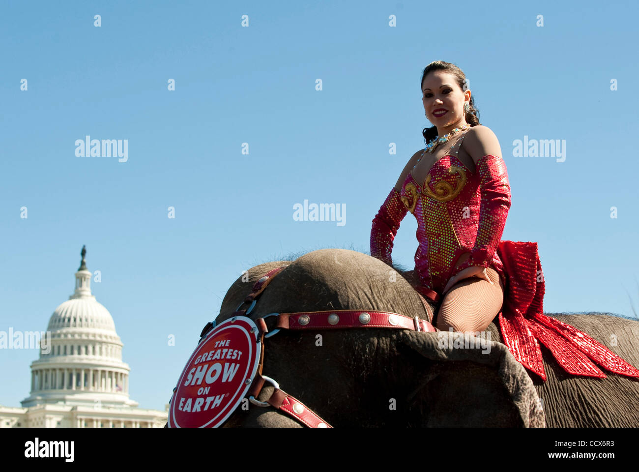 Mar 16,2010 - Washington, District of Columbia USA -  The arrival of the Barnum and Bailey Circus in the Nation's Capital was marked by the march of the elephants through the city and in front of the U.S. Capitol on Tuesday. The circus is in Washington, D.C., March 18 - 21, at the Verizon Center and Stock Photo