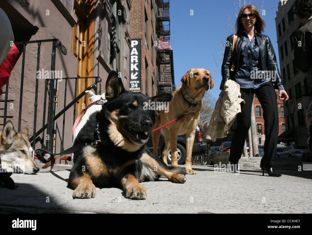 Doggies waiting to be walk on West 10th. St. in the West Village during this gorgeous weather on April 1, 2010 in Manhatttan. Photo Credit: Mariela Lombard/ ZUMA Press. Stock Photo