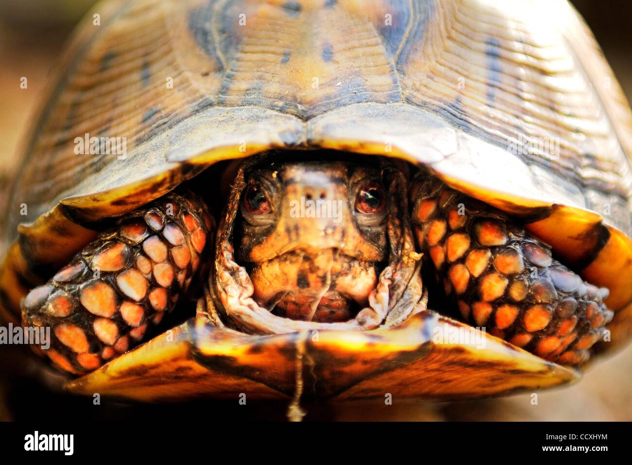 Apr 22, 2010 - Hartford, Kentucky, USA - An Eastern Box Turtle ...