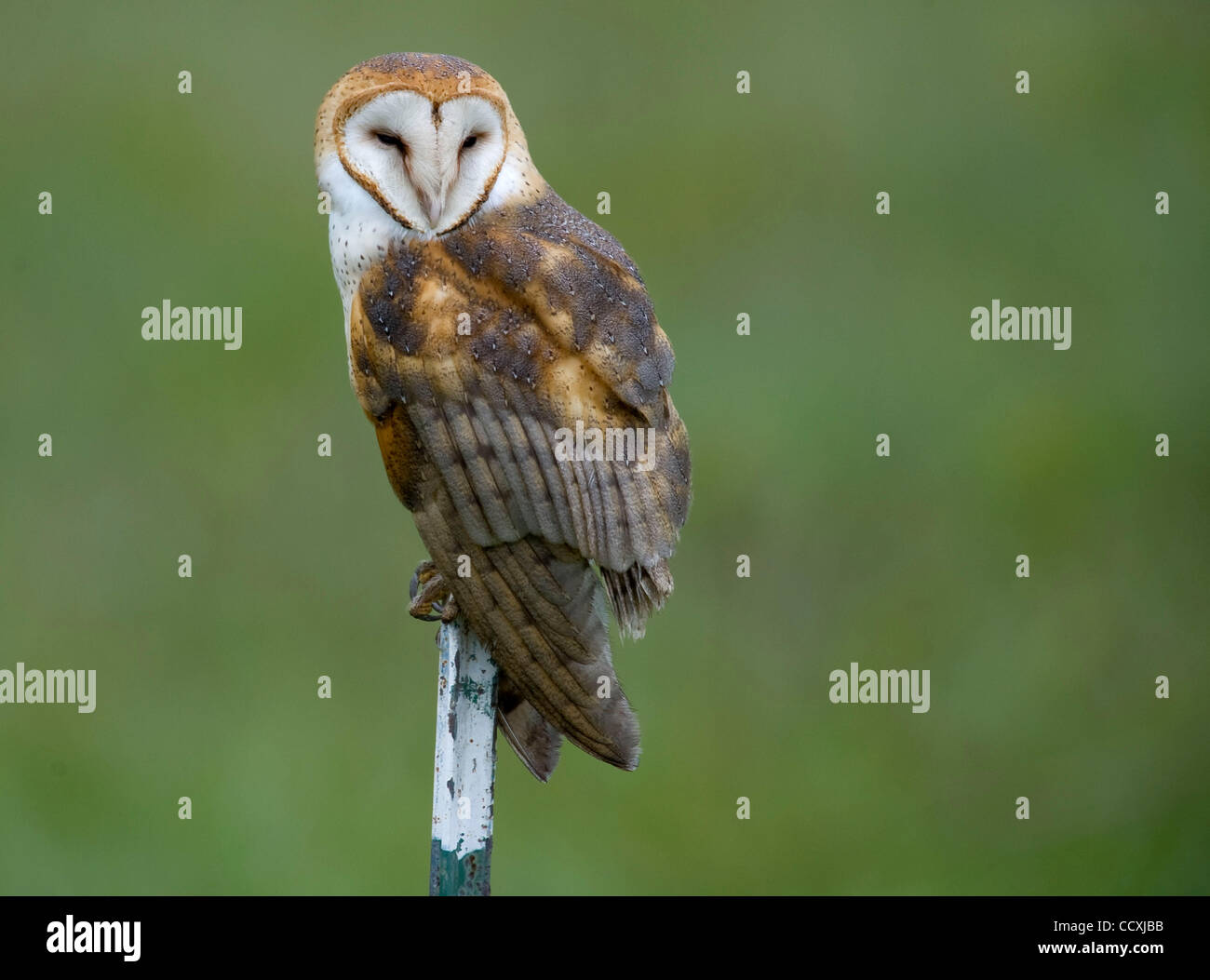 Demon Owl Stock Photos Demon Owl Stock Images Page 2 Alamy