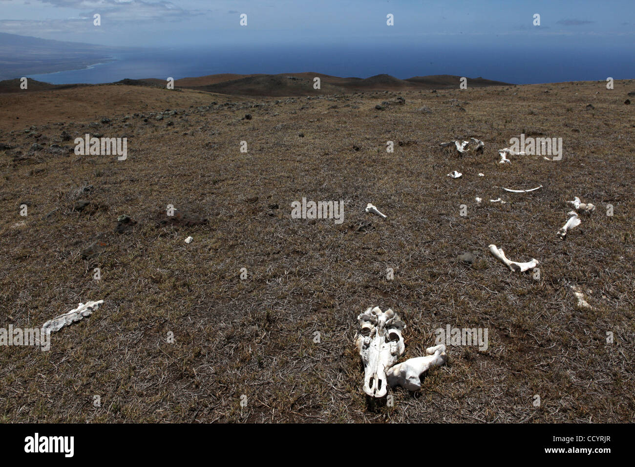 Kohala ranch hires stock photography and images Alamy