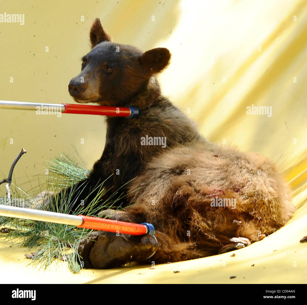 Animal tranquilizer hires stock photography and images Alamy