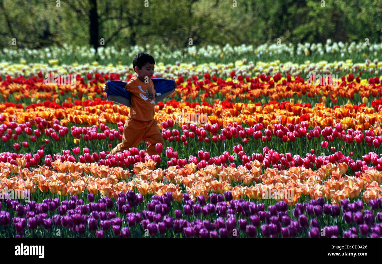 the child of an indian tourist walk among tulip flowers in siraj