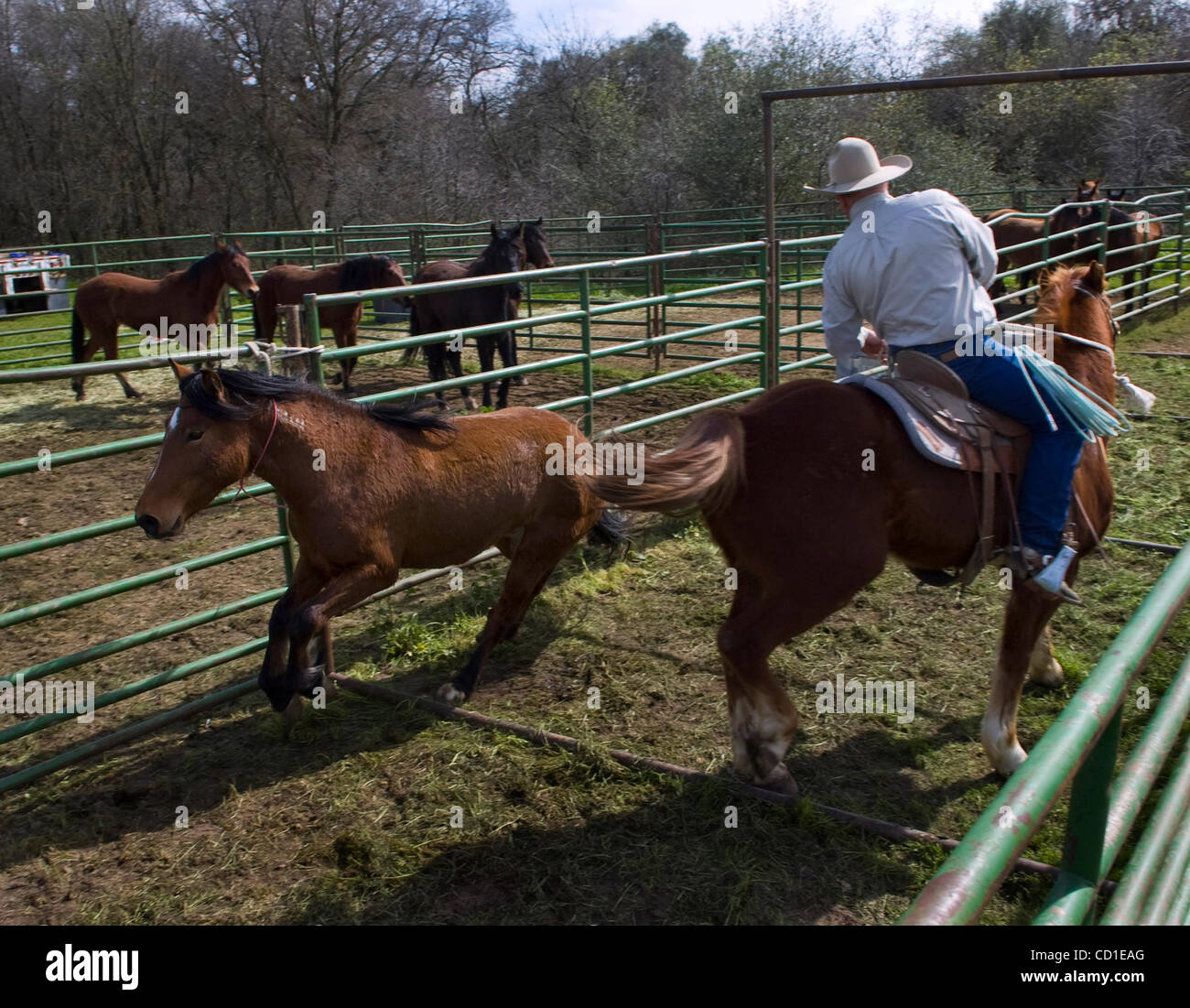 Wild Horse & Burro program wrangler Grant Lockie (cq) cuts a wild horse