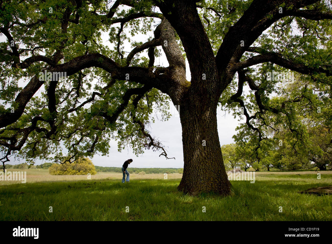 LEDE-- Aimee Rutledge, Executive Director of the Sacramento Valley ...