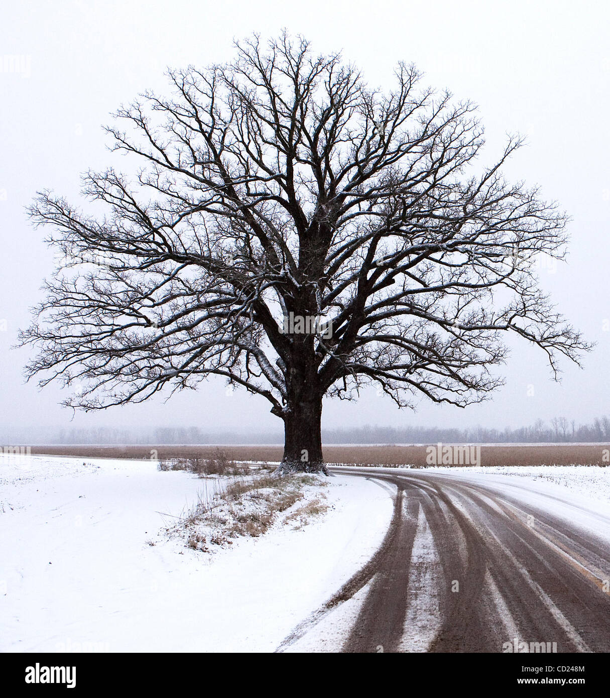 burr oak tree