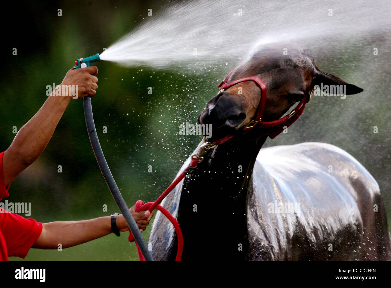 030208 spt polo 2 Staff Photo by Gary Coronado/The Palm Beach Post 0049813A With Story by Marcus Nelson--Wellington--Jesus Romero (cq), handler for Isla Carroll, hoses down Marina during the finals of the CV Whitney Cup at the International Polo Club Palm Beach in Wellington Sunday. Stock Photo