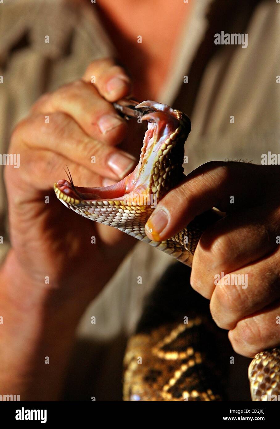Eastern diamondback rattlesnake fangs hires stock photography and images Alamy