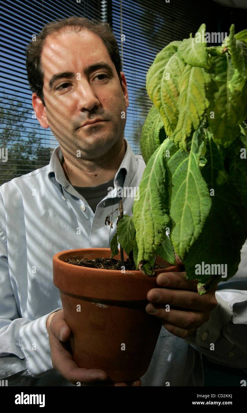 Mar 11, 2008 - San Diego, California, USA - SDSU researcher JAMES LANGE with a salvia divinorum plant in his office. (Credit Image: Â© Charlie Neuman/San Diego Union Tribune/ZUMA Press) RESTRICTIONS: * USA Tabloids Rights OUT * Stock Photo