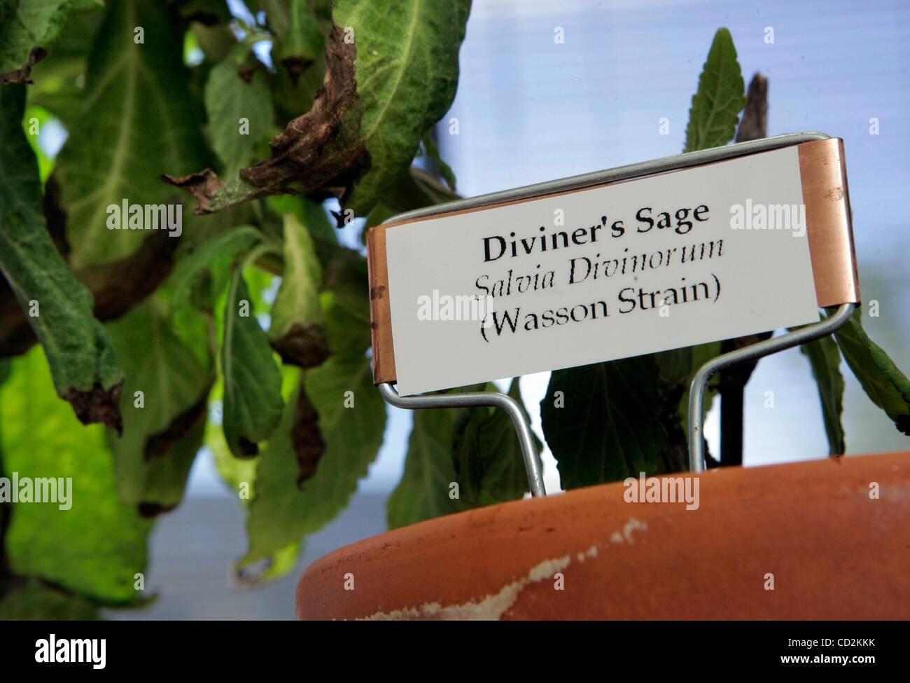 Mar 11, 2008 - San Diego, California, USA - Detail view of a salvia divinorum plant witt a label showing it common name growing in the office of SDSU researcher James Lange. (Credit Image: Â© Charlie Neuman/San Diego Union Tribune/ZUMA Press) RESTRICTIONS: * USA Tabloids Rights OUT * Stock Photo