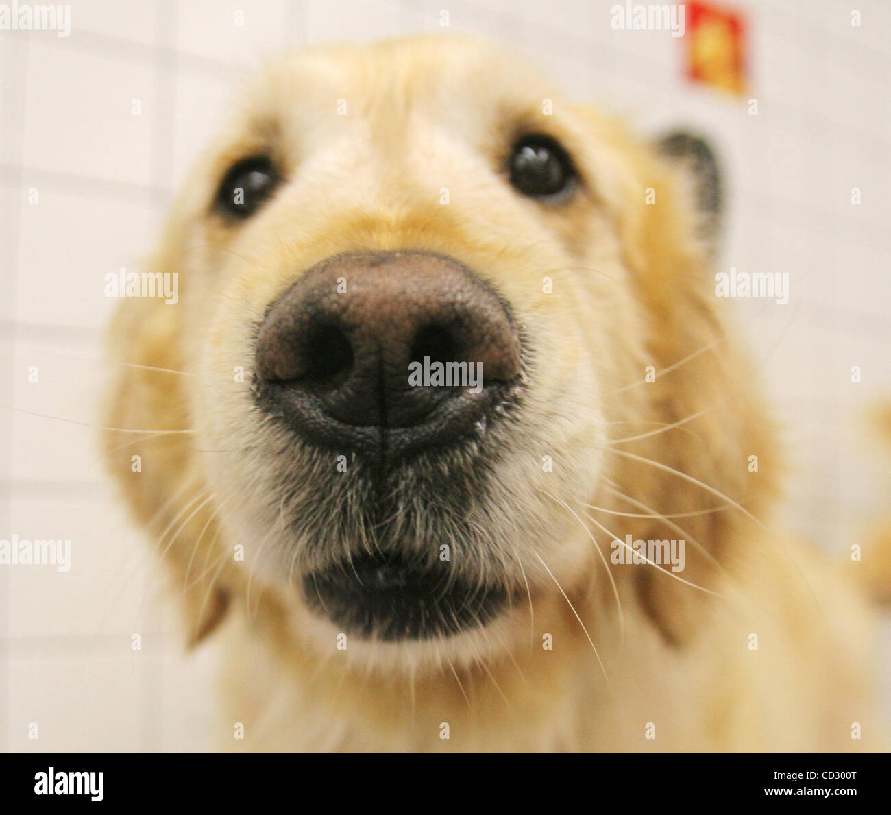 pet food express dog wash