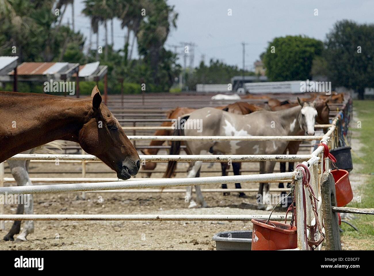 Apr 25, 2008 - Boca Raton, Florida, USA - The Royal Palm Polo & Sports Club closed its doors Monday and horse owners are to pick up their remaining ponies. The stadium has played host to fancy cotillion events. polo competitions and hosted an annual high-end car auction on its properties near Jog Rd Stock Photo