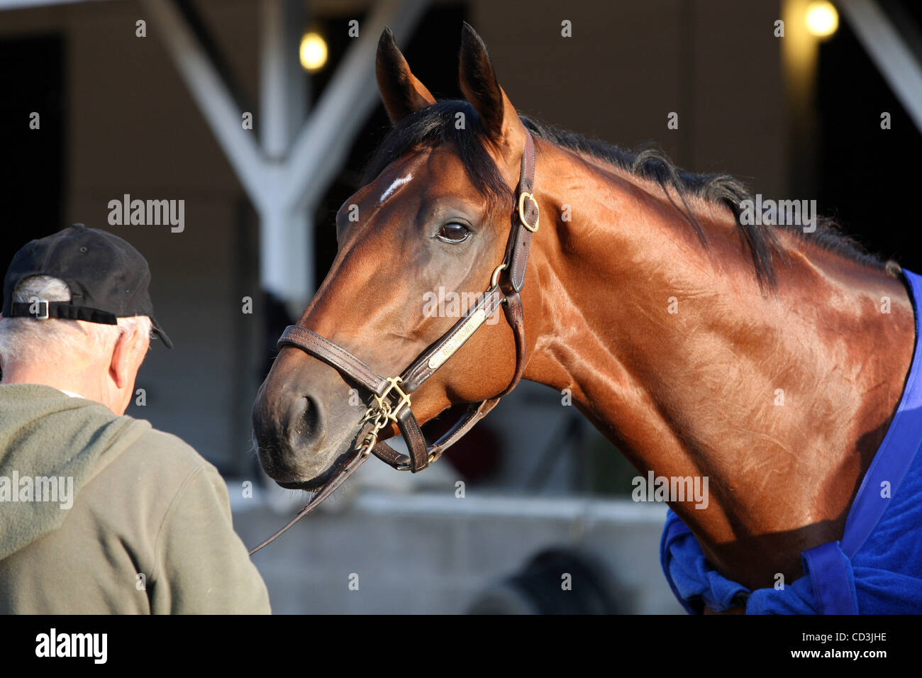 Big Brown the morning after winning the Kentucky Derby at Churchill