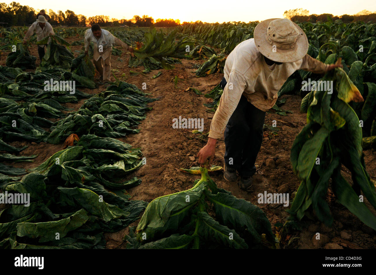 ttb tobacco TTB Tobacco Bonds