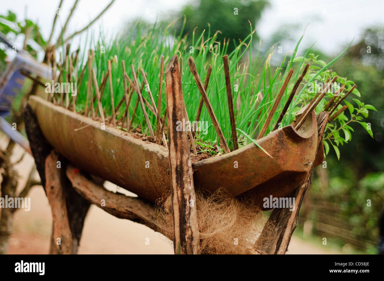 A cluster bomb casing being used for growing onions in Ban TaJok Village near Ponsavanh, Laos.      On the 3rd of December, in Oslo, Norway and international treaty banning the use of cluster bombs will be signed by participating countries. Over 100 countries have agreed to join what is the most sig Stock Photo