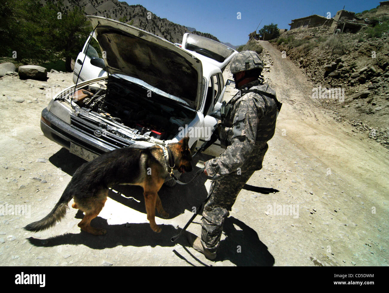 Apr 26, 2008 - Paktya Province, Afghanistan - A military working dog is used to sniff out explosives, as all traffic is stopped on the road outside the district center for a super shura (meeting) for Paktya provincal leaders, inspecting for VBIEDs (vehicle borne improvised explosive devices).  The s Stock Photo