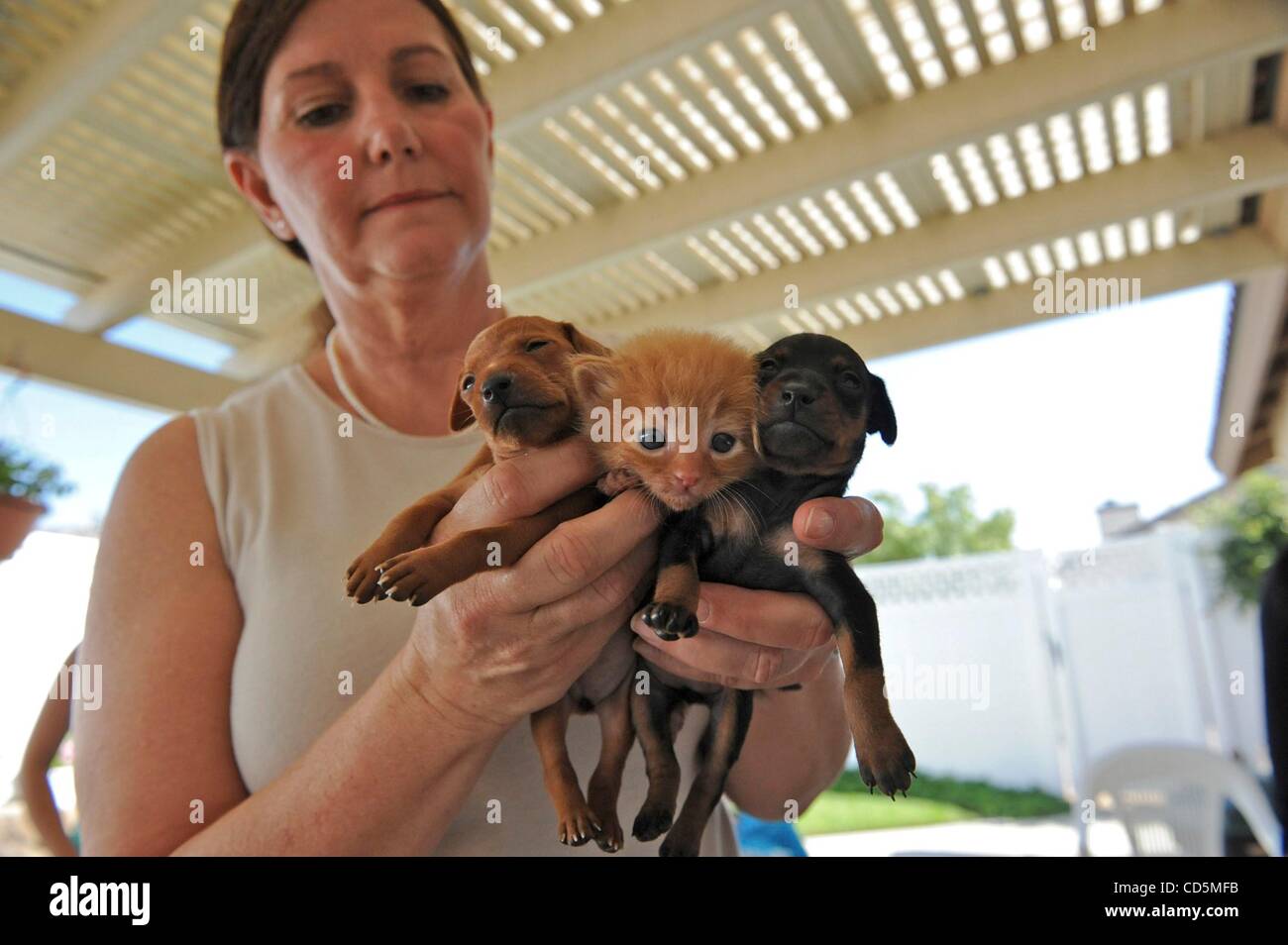 Aug 22, 2008 - Norco, California, U.S. - Dog owner SHERRY HAYNES holds two baby miniature pinschers and a 3 week old kitten. Jasmine, a miniature pinscher, gave birth to four puppies but was also the proud mother of four kittens after the mother cat failed to return and care for her young. The owner Stock Photo