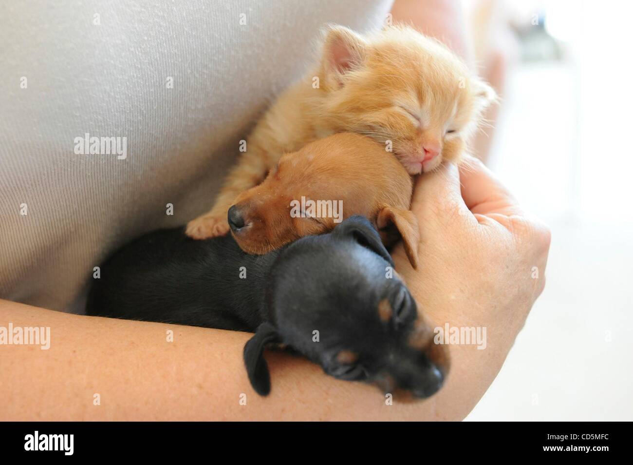 Aug 22, 2008 - Norco, California, U.S. - Dog owner SHERRY HAYNES holds two baby miniature pinschers and a 3 week old kitten. Jasmine, a miniature pinscher, gave birth to four puppies but was also the proud mother of four kittens after the mother cat failed to return and care for her young. The owner Stock Photo