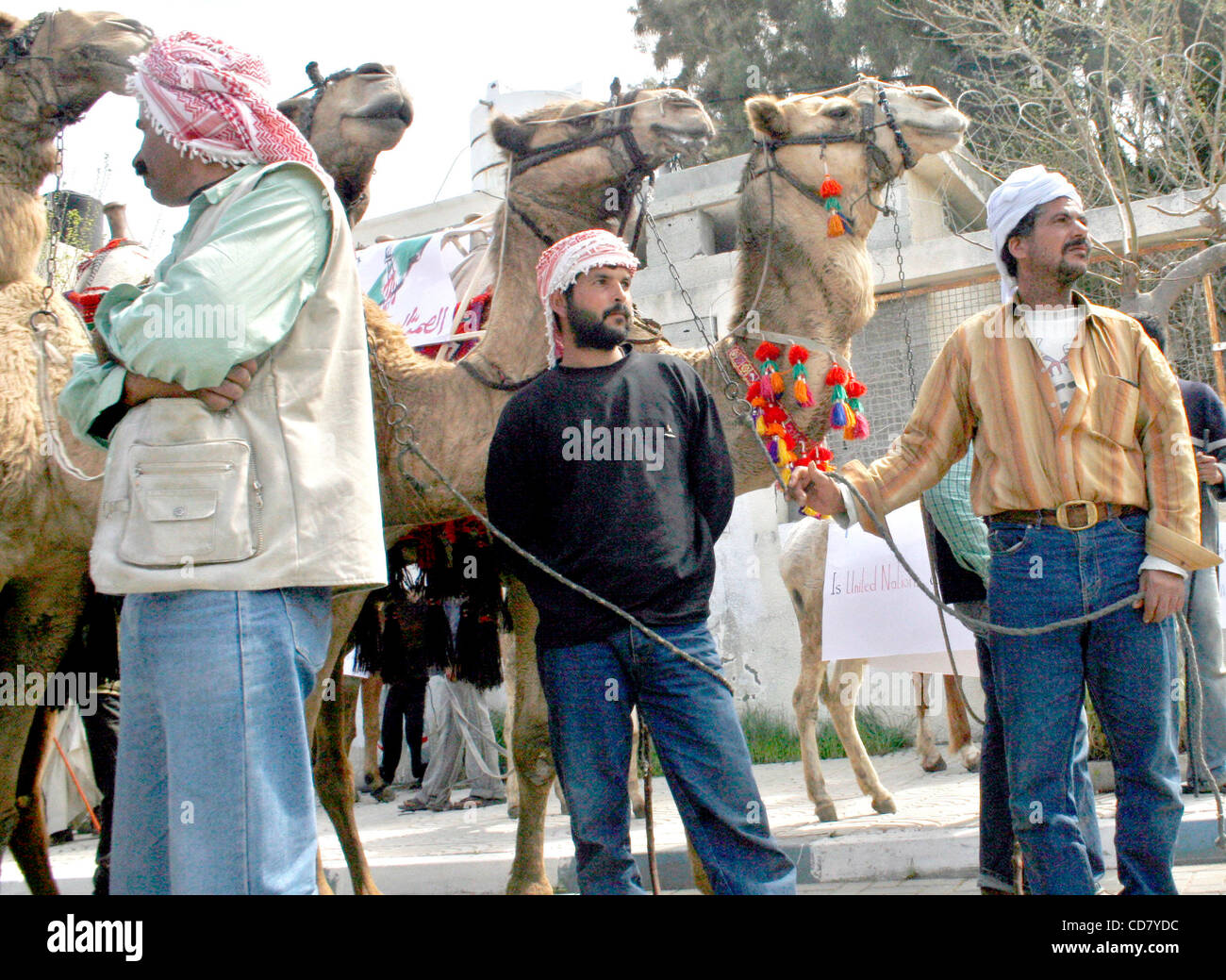 Mar 11, 2008 - Gaza Strip, Palestinian Territory - Camel with posters ...