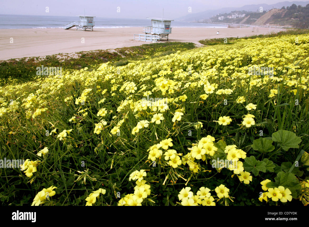 Mar 12, 2008 Los Angeles, CA, USA Wildflowers in bloom at Will Rogers