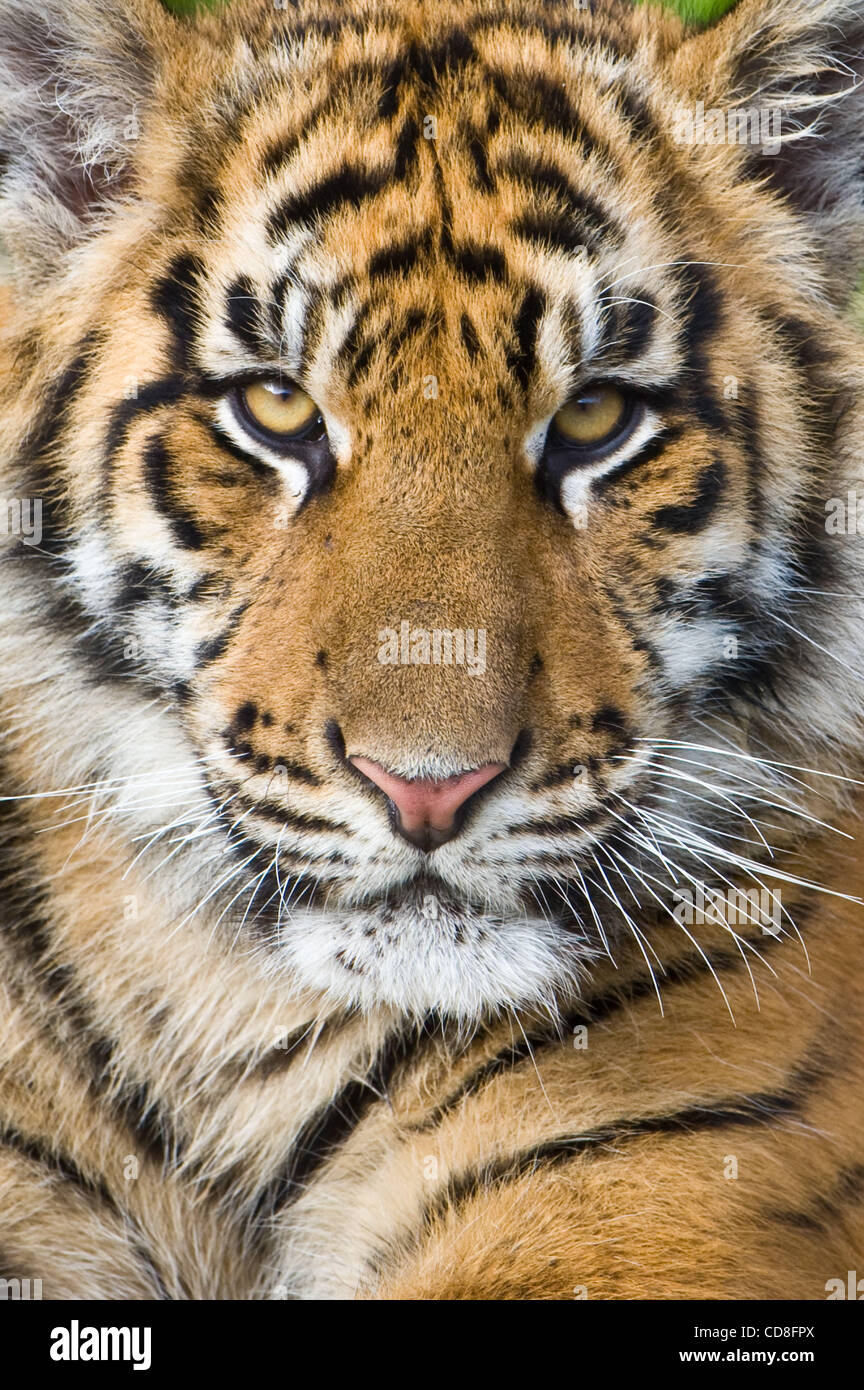 Nov 02, 2008 San Francisco, California, USA Sumatran Tiger in the