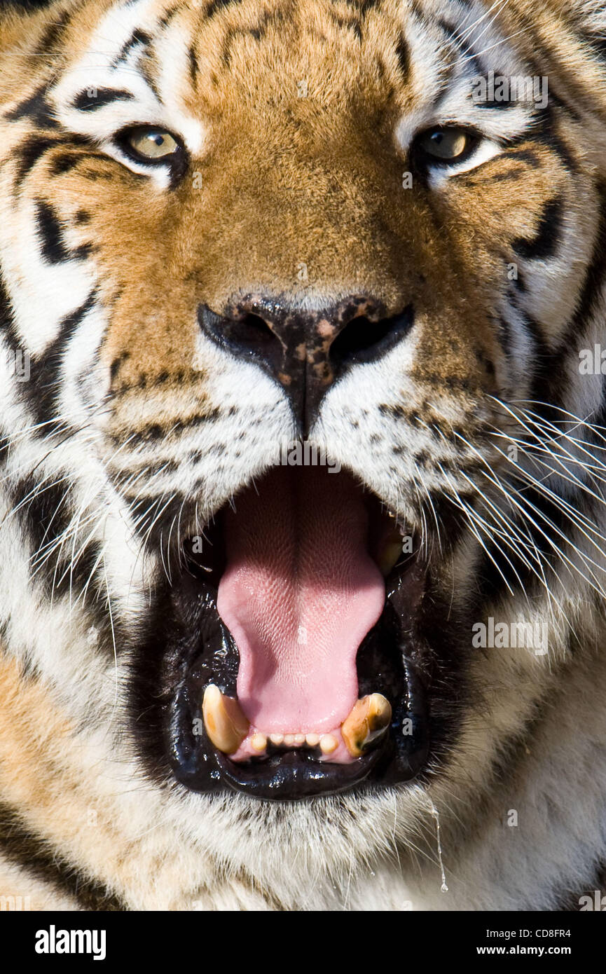 Nov 02, 2008 San Francisco, California, USA Siberian Tiger in the