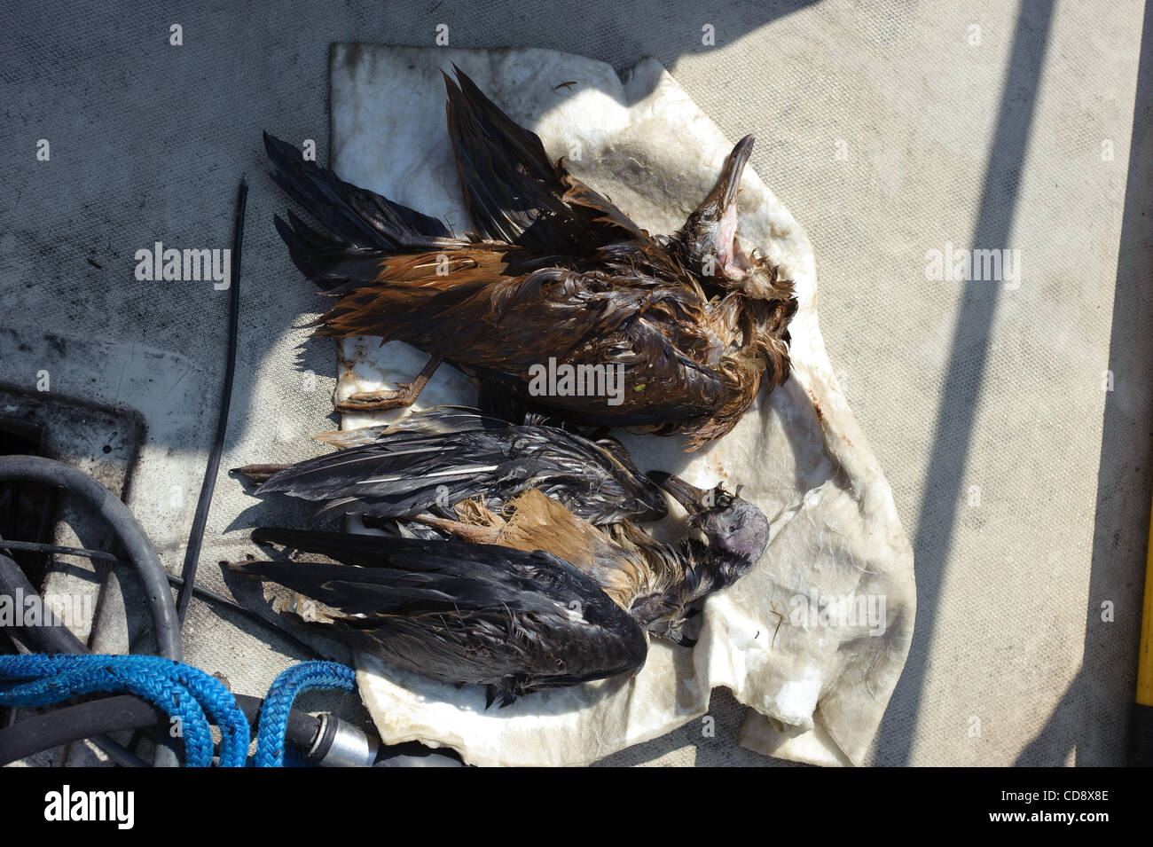 Pair of dead juvenile laughing gulls found floating in Barataria pass just east of Grand isle , louisiana. These birds were turne over to Louisana wildlife and fisheries. Stock Photo